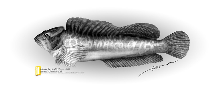 illstrasyon Bahadr apar | www.artalan.net