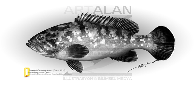 Salaria fluviatilis | illstrasyon: Bahadr apar