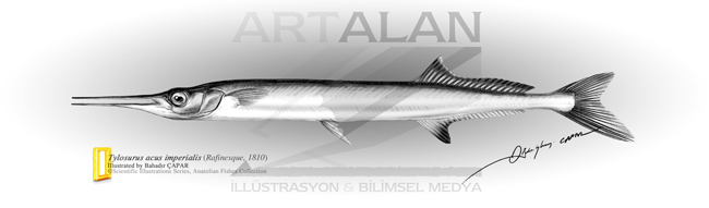 illstrasyon Bahadr apar | www.artalan.net