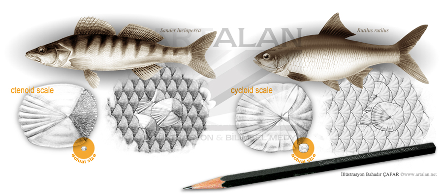 illstrasyon Bahadr apar | www.artalan.net