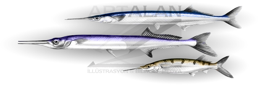 illstrasyon Bahadr apar | www.artalan.net