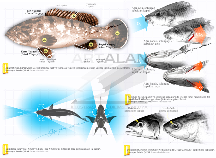 illstrasyon Bahadr apar | www.artalan.net