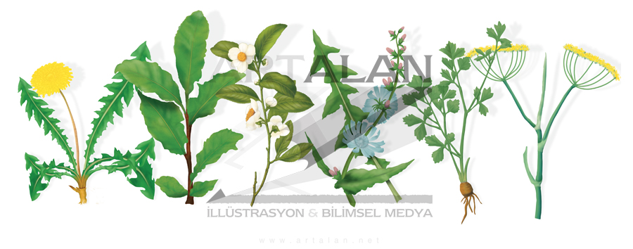 illstrasyon Mustafa Aytr | www.artalan.net
